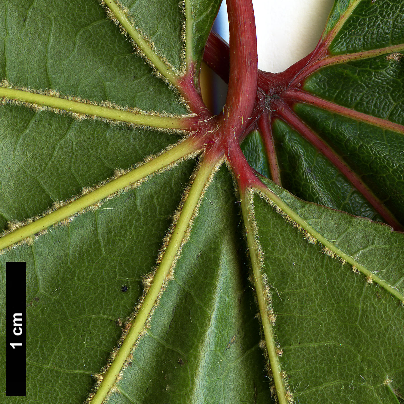 High resolution image: Family: Sapindaceae - Genus: Acer - Taxon: campbellii - SpeciesSub: subsp. campbellii